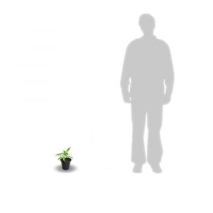 Clématite Hagley Hybrid/Godet - 5/20 cm