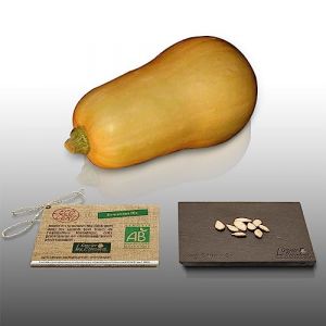 8 graines Bio à semer - Le Grenier d'Abondance - COURGE BUTTERNUT - Certifié AB - Cucurbita moschata