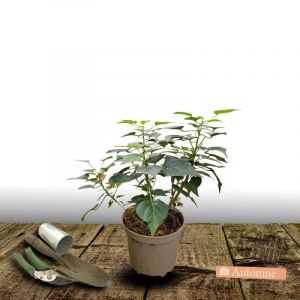 Hibiscus des marais My Valentine/Pot de 4L - 40/60 cm