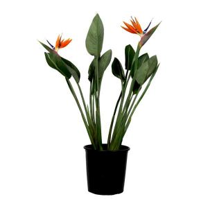 Oiseau de paradis - Strelitzia reginae - avec fleurs - Hauteur 70-100cm - Ø19cm