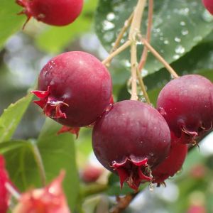 Amélanchier à feuilles ovales/Pot de 3L