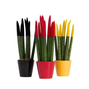 Plant In Box - Sansevieria Cylindrica DE Mix x3