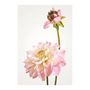Komar Affiche d'art Dahlia - Taille: 50 x 70 cm - coloré