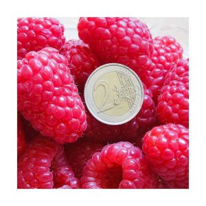 Chardon bleu/Godet - Bleue