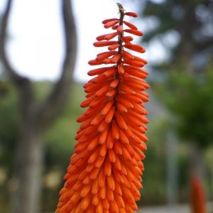 Kniphofia, Tison de Satan Alcazar/Godet