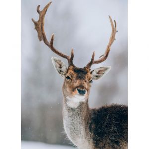 Ceanothe Tableau sur verre synthétique cerf sous la neige 65x97 cm
