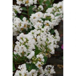 Lilas des indes with love ? Virgin' tail