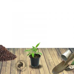Échinacée Hot Summer/Godet - 5/20 cm