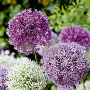 Bloomique - Mélange de 15 - Allium Fantasia - Look - Oignon ornemental - Bleu, Blanc, Violet - Bulbes à fleurs - Floraison printanière - Plantes vivaces - Pousse jusqu'à 70-90 cm