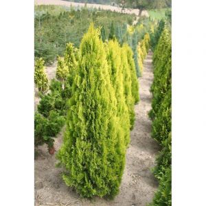 Thuya du Canada orientalis Pyramidalis Aurea/Pot de 7,5L - 60/80 cm