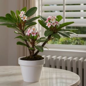 Frangipanier (x2), Plumeria 'Hawaii', 45cm