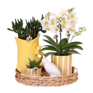 Coffret cadeau orchidée 'Yellow XL' - Phalaenopsis - Hauteur 35cm