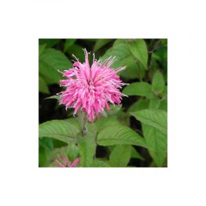 Monarde Croftway Pink/Godet