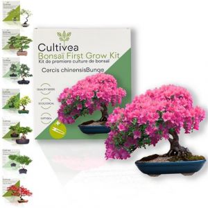 Cultivea - Kit First Bonsai Cercis Chinensis - Idée Cadeau Original