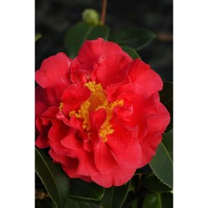 Cam&eacute;lia 'blood of china' taille du pot