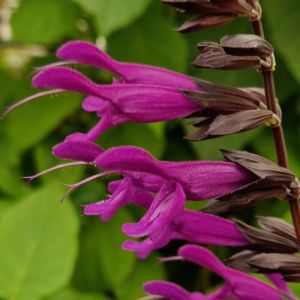 Sauge du Paraguay Black and Bloom/Pot de 3L - 40/60 cm