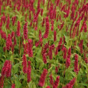 Persicaire amplexicaulis Dark Red/Godet