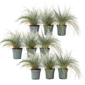 Fétuque - Set de 18 - Festuca glauca 'Elijah Blue' - Hauteur 10-15cm - ¿9cm
