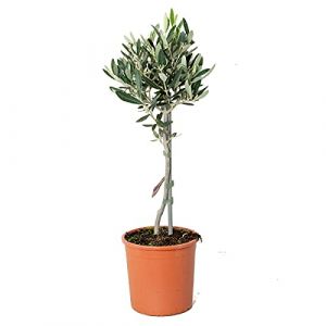 Olea Europaea - Olivier sur tronc - Arbre - Rustique – ?14 cm - ?40-50 cm