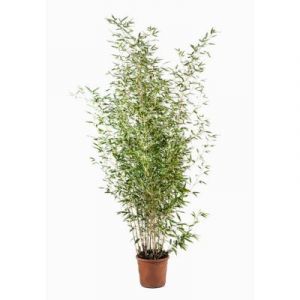 Phyllostachys aurea pot 9 litres