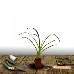 Hémérocalle Yankee Clipper/Godet - 5/20 cm