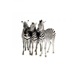 Image de Bilderwelten Sticker mural no.142 Zebras Dimension: 30cm x 27cm