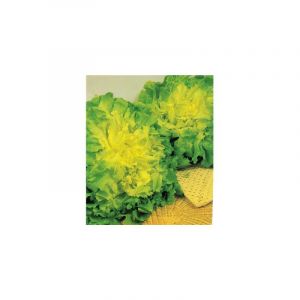 Image de Les doigts verts Chicor&eacute;e Scarole Blonde Coeur Plein Bio