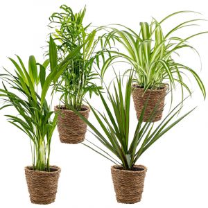 4x mélange purificateur d'air incl. Panier en jonc de mer - Purificateur d'air - ?12 cm -? 25-45cm