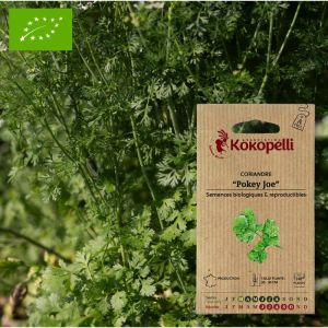 Graines bio &agrave; semer - Coriandre Pokey Joe
