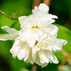 Image de Seringat du Minnesota Blanc 'Snowflake' (Philadelphius) - Godet - Taille 10cm