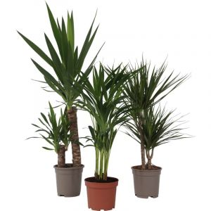 Plant In A Box - xl Indoor Palm Mix - M&eacute;lange de 3 plantes - Palme - Pot 17cm - Hauteur 70-90cm - Vert