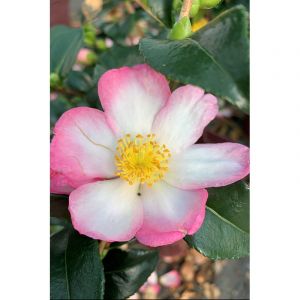 Cam&eacute;lia 'versicolor' taille du pot - en