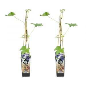 Bloomique - 2x Vitis Vinifera 'Boskoop Glory' - Plant de raisin - Raisins bleus - Plantes fruiti&egrave;res - Plantes de jardin - R&eacute;sistant &agrave; l'hiver - ⌀14 cm - Hauteur 60-70cm