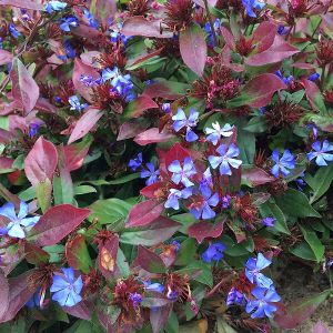 6 x Plumbago de Chine - Ceratostigma plumbaginoides - godet 9cm x 9cm