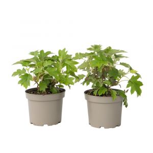 Hortensia - Set de 2 - Hydrangea 'Toy Soldier' - Hauteur 25-40cm - ⌀19cm
