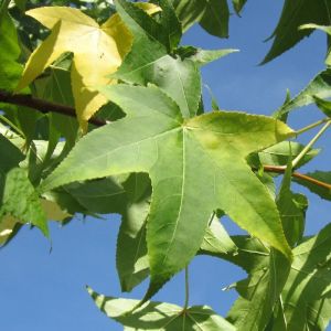 Copalme d'Amérique styraciflua/Pot de 25L - 200/250 cm