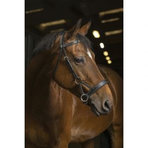 Norton clipper Bridons équitation Pro Side-Pull
