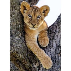 Nathan Puzzle 1000 pi&egrave;ces : Lionceau du d&eacute;sert