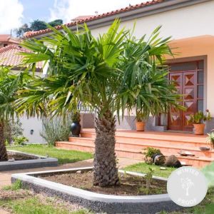 Trachycarpus Fortunei - Palmier chinois - Palmier - Rustique – ?24 cm - ?70-80 cm - Green