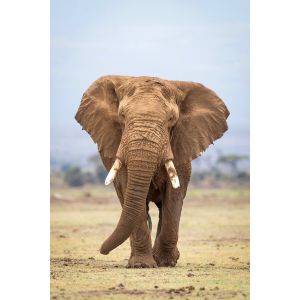 Ceanothe Tableau sur verre synthétique portrait éléphant 80x120 cm