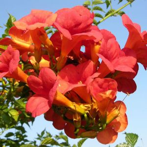 Bignone x tagliabuana Madame Galen/Pot de 1,5L - Tuteur bambou 30/60 cm