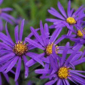 Aster d'été Butzemann/Godet - 5/20 cm