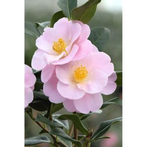 Cam&eacute;lia 'nicky crisp' taille du pot - e