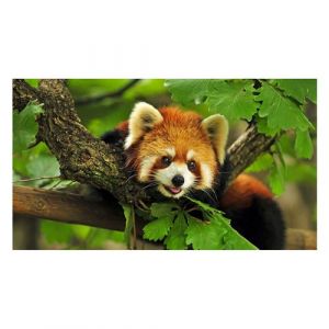 Fabulous Poster Panda roux trop mignon (30 cm x 42 cm)