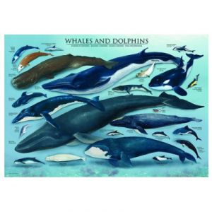 Eurographics Baleines & dauphins - Puzzle 1000 pièces