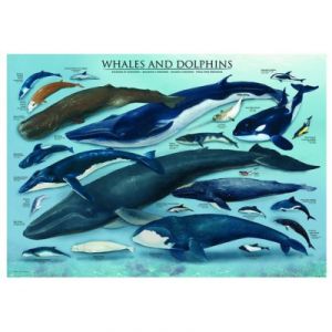 Eurographics Baleines & dauphins - Puzzle 1000 pièces