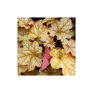 Heuchere Ginger Ale/Godet - 5/20 cm