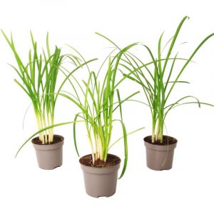 Plant In A Box - Tulbaghia 'Knobikraut' - Ail des ours - Lot de 3 - ?9 cm - Hauteur 15-25 cm - Violet