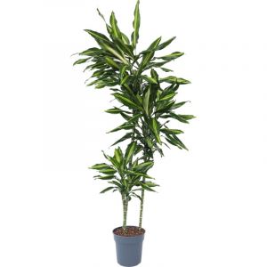 Plant In A Box - Dracaena fragrans Cintho - Dragonnier - Pots 24cm - Hauteur 140-150cm - Vert