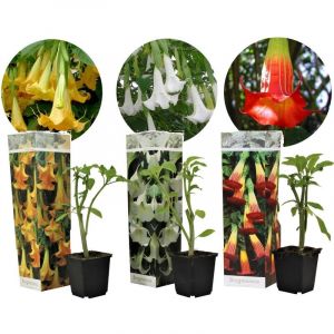 Brugmansia - Mélange de 3 - Fleurs de jardin - Pot 9cm - Hauteur 25-40cm - Jaune